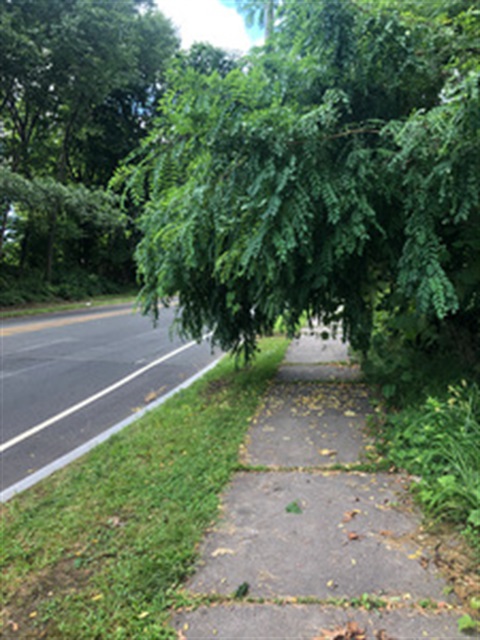 Tree overgrown across sidewalk