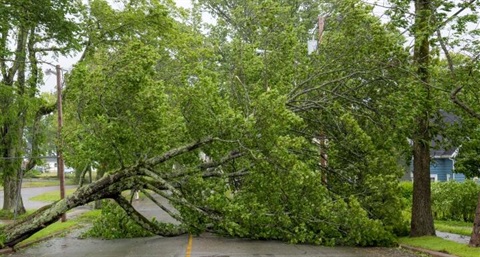 Tree fallen across roadway