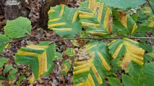 Image of Beech Leaf Disease